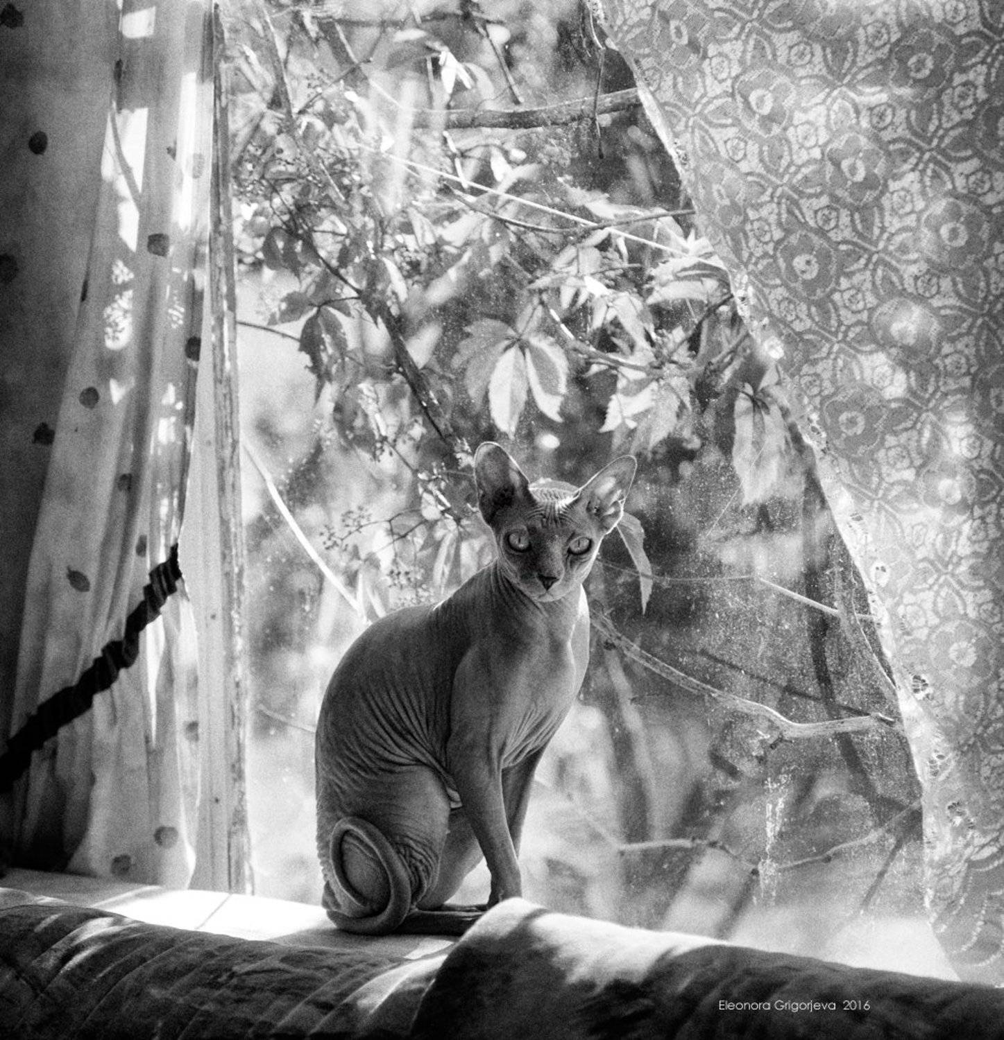 Домашние животные, Кошка, Лето, Стекло, Сфинкс, Сфинксокно, Eleonora Grigorjeva