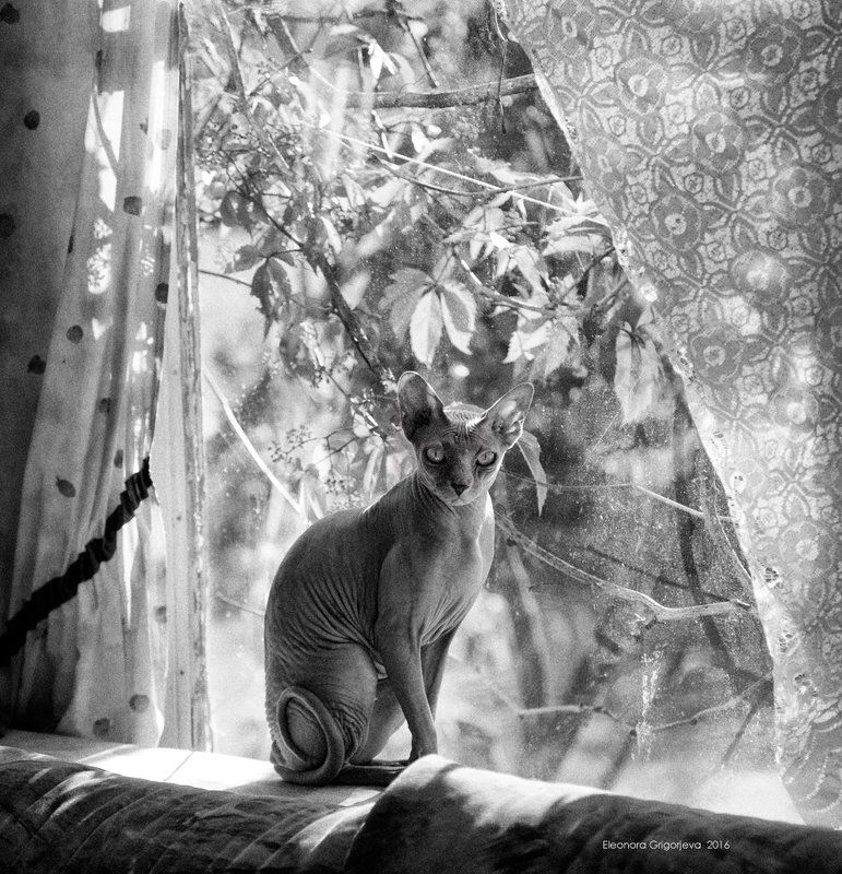 Домашние животные, Кошка, Лето, Стекло, Сфинкс, Сфинксокно Про хвостик бубликом фото превью