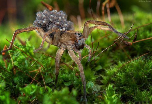 Мобильные ясли