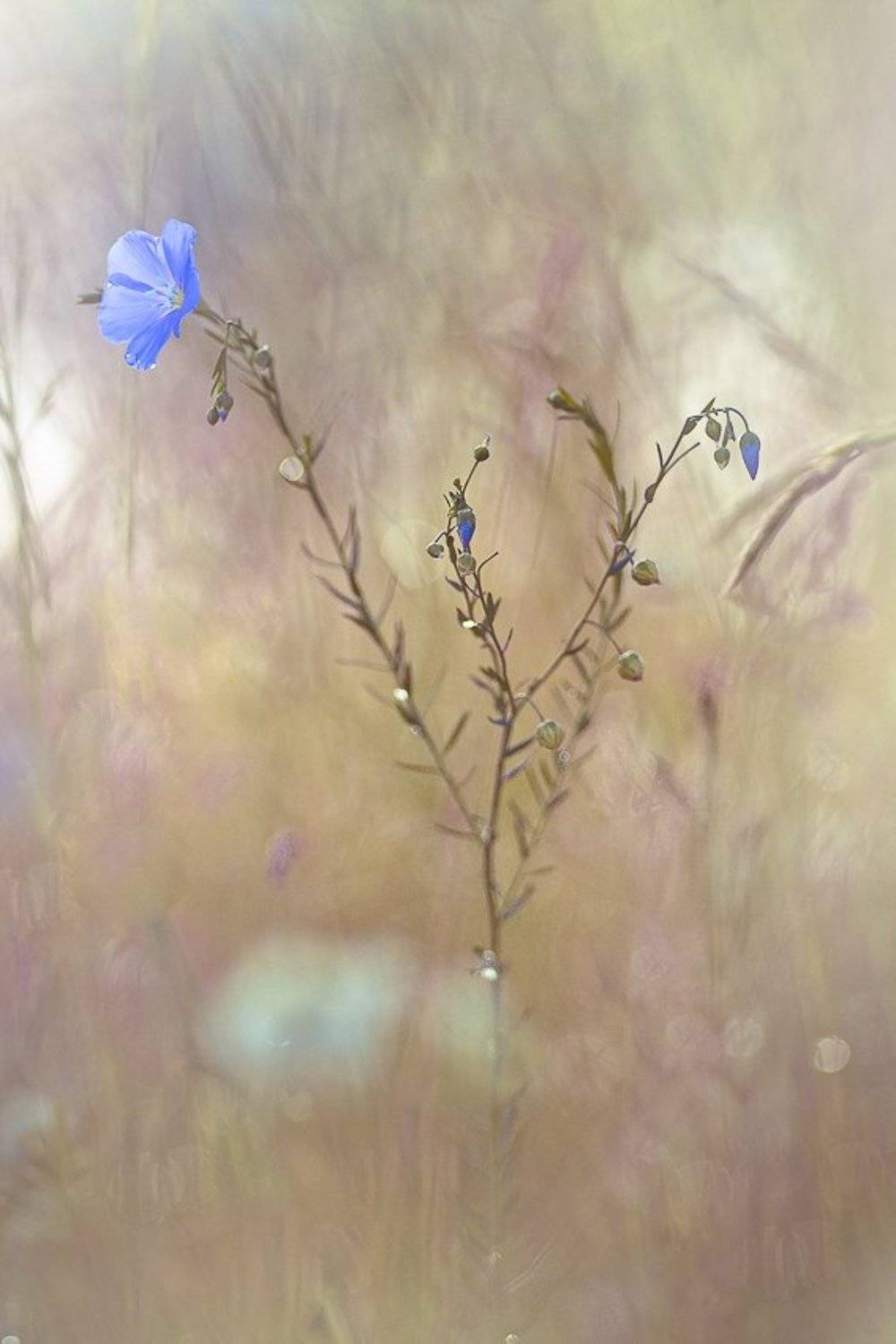 , Gabriel Prescornita