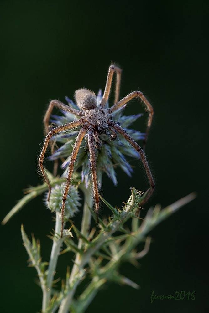 , Игорь ФУММ