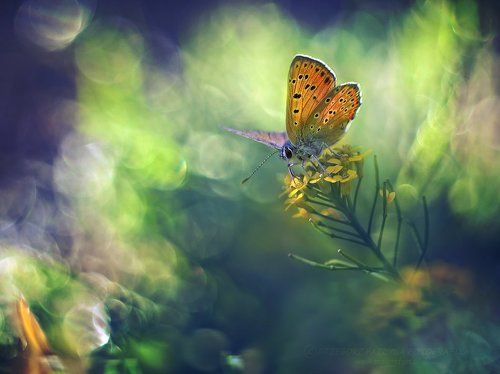 Painting with butterfly