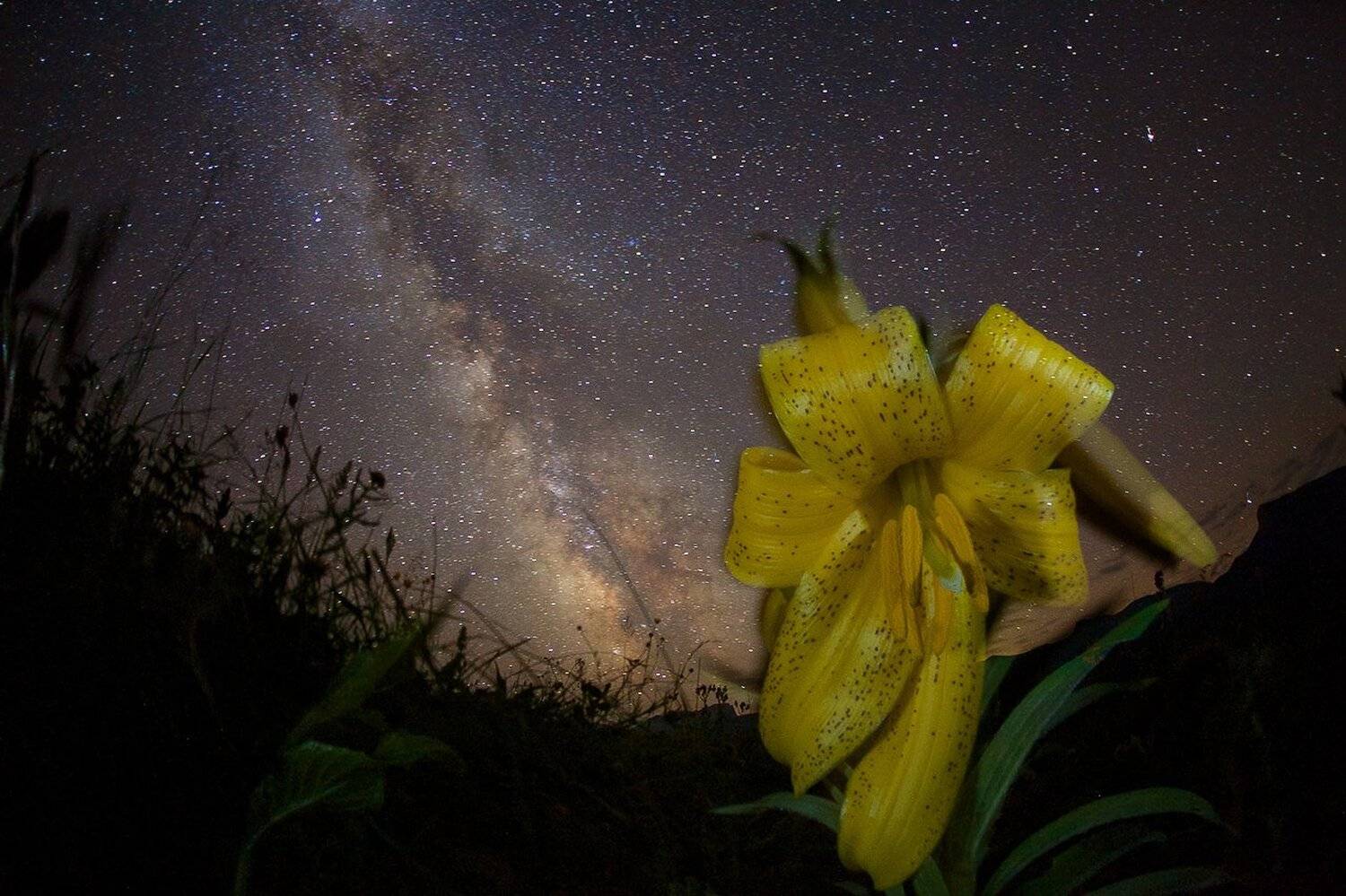 Горная лилия, Звездное небо, Звезды, Кавказ, Млечный путь, Ночь, Природный парк, Природный парк Большой Тхач, Никифоров Егор