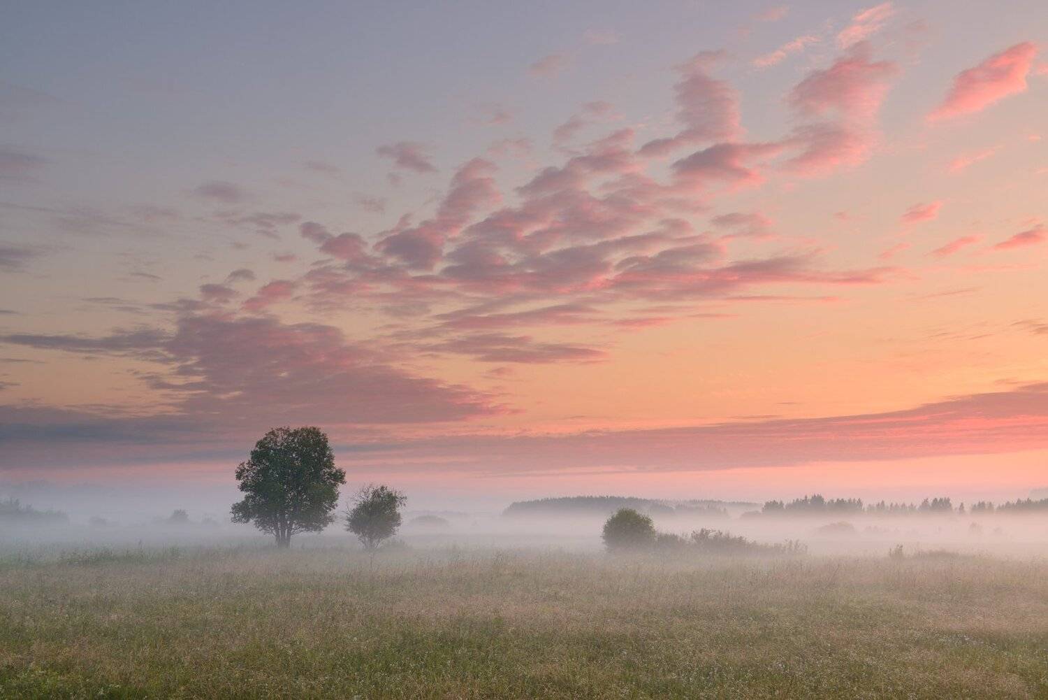 , Максим Евдокимов ( www.wildphotorus.ru )