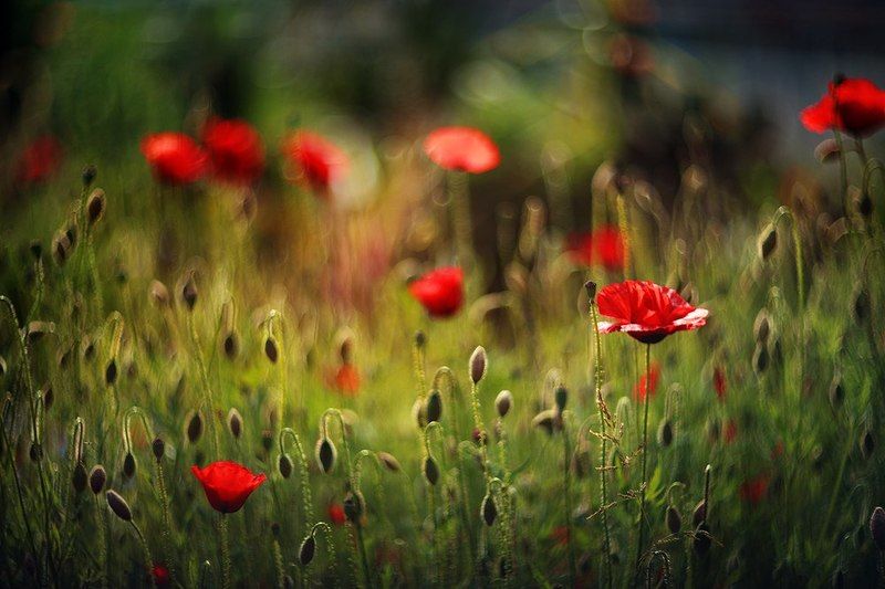 * фото превью