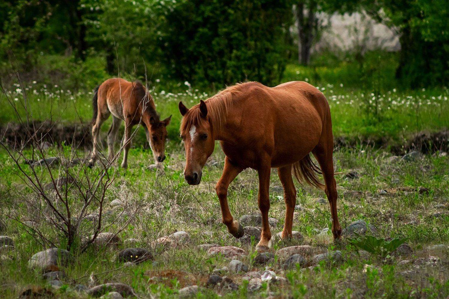море абхазия горы небо пейзаж закат путешествия отдых животные, Анастасия Суховий