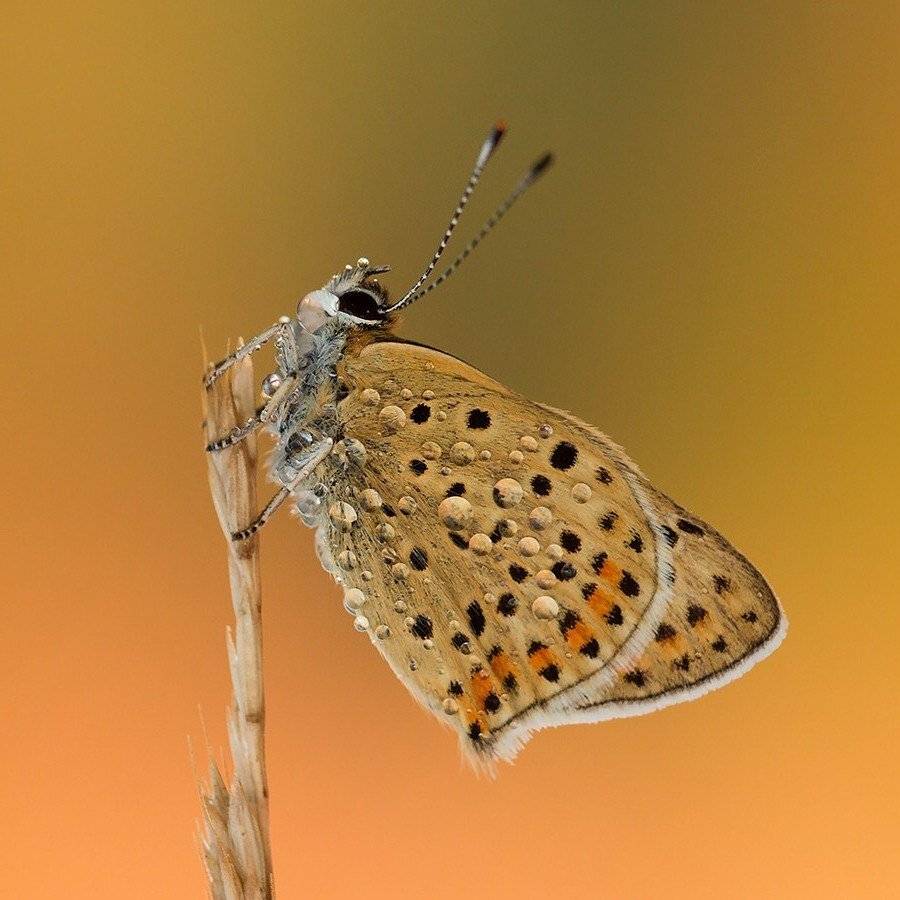 , Pawel Plucinski