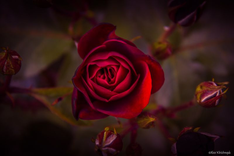 Rose фото превью