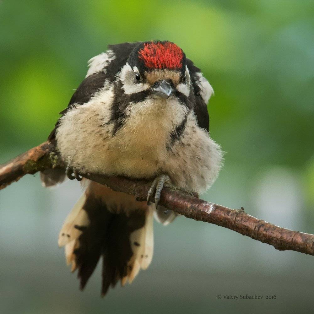 , Валерий Субачев