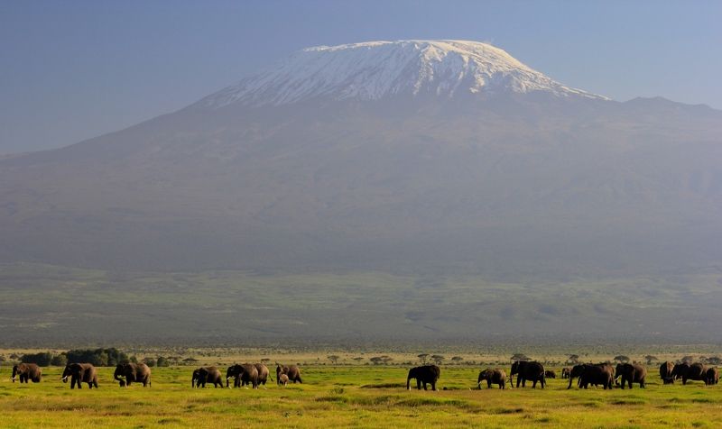 гора, слоны, природа, африка Килиманджаро. фото превью