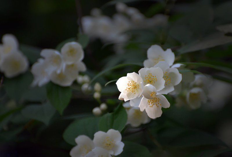 Жасмин фото превью