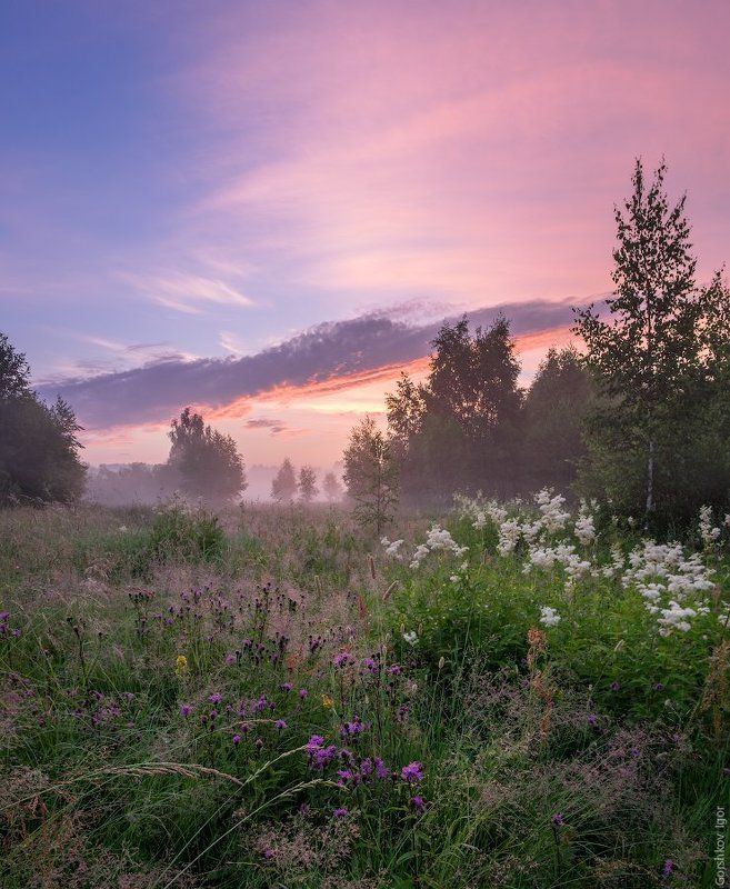 верторама, деревья, красивое небо, лето, луг, панорама, пейзаж, подмосковье, полевые цветы, природа, разнотравье, рассвет, туман, утро, цветы Летнее утро фото превью