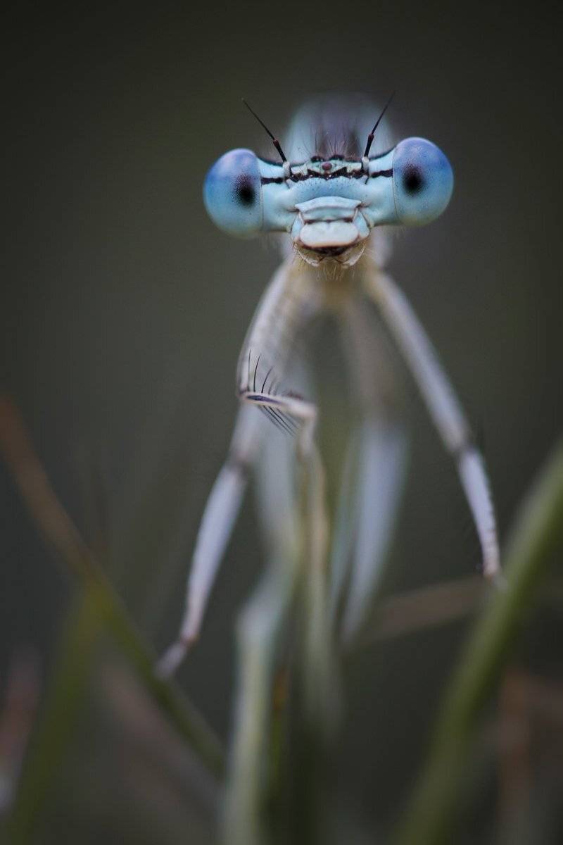 , Nicolae Fanurie Chirobocea