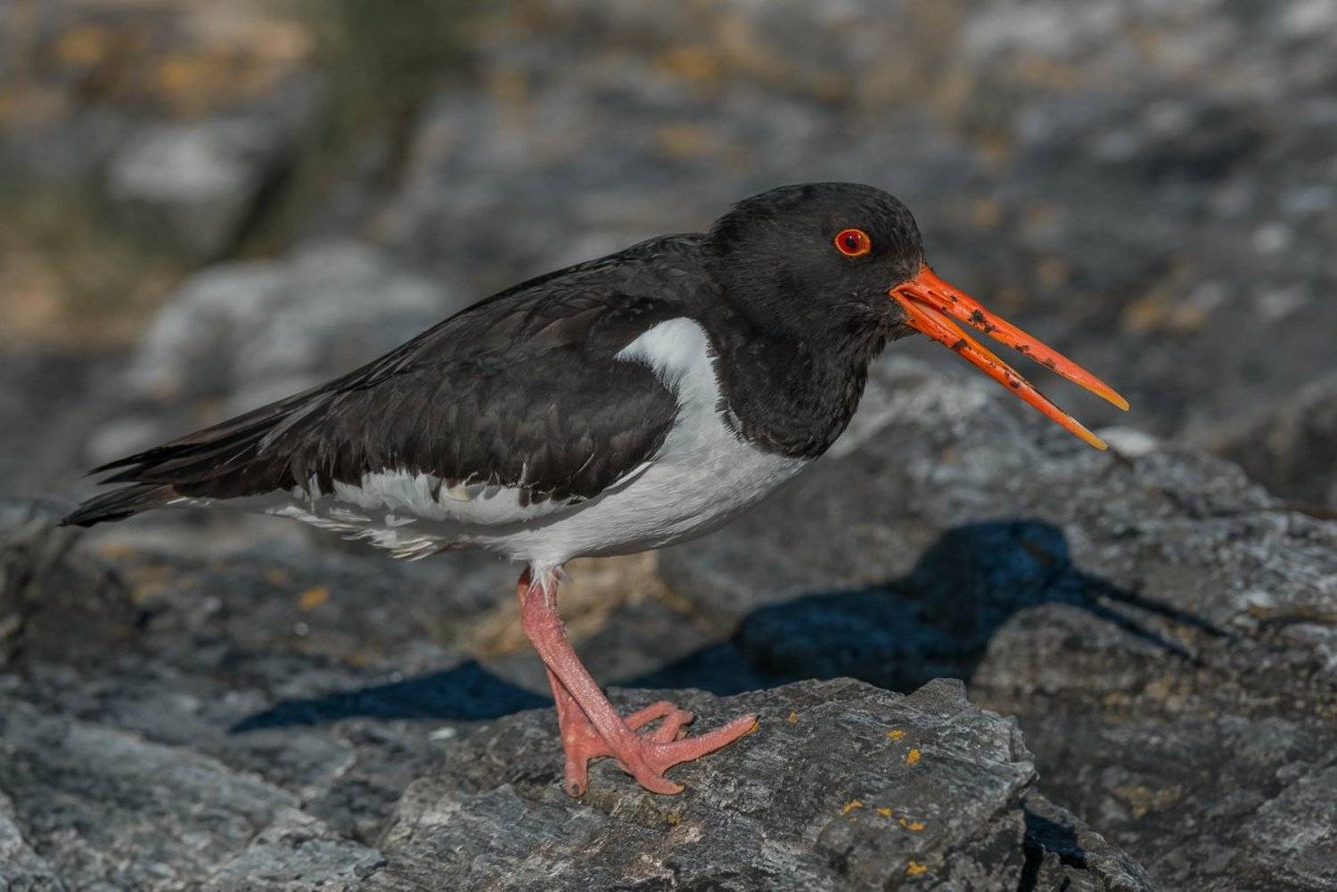 aves, birds, dominik chrzanowski wildlife photography, eurasian oystercatcher, ostrygojad, haematopus ostralegus, Dominik Chrzanowski