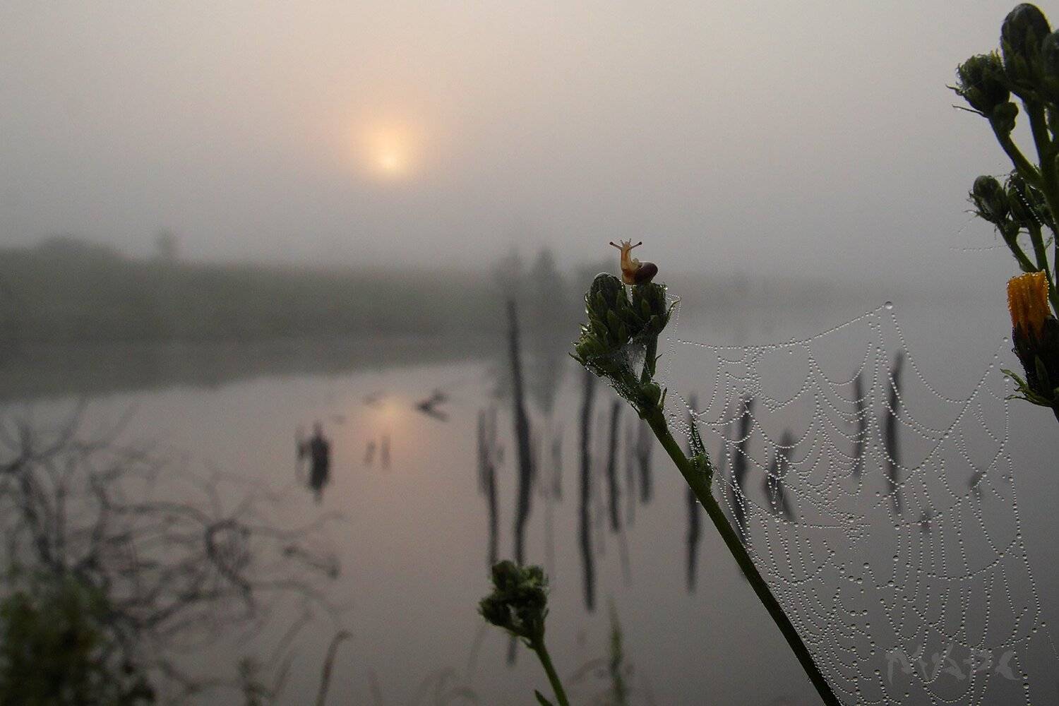 , Шангареев Марс