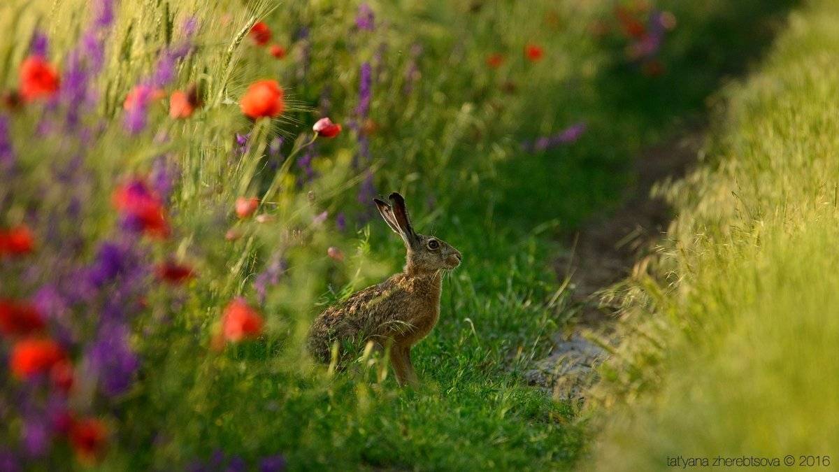 заяц, Татьяна Жеребцова