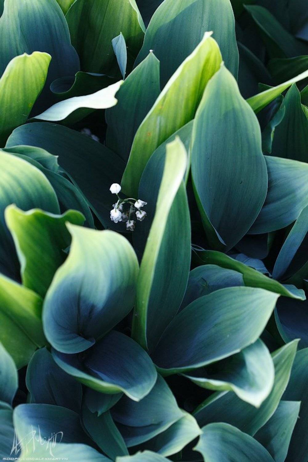 , Александр Мартынов