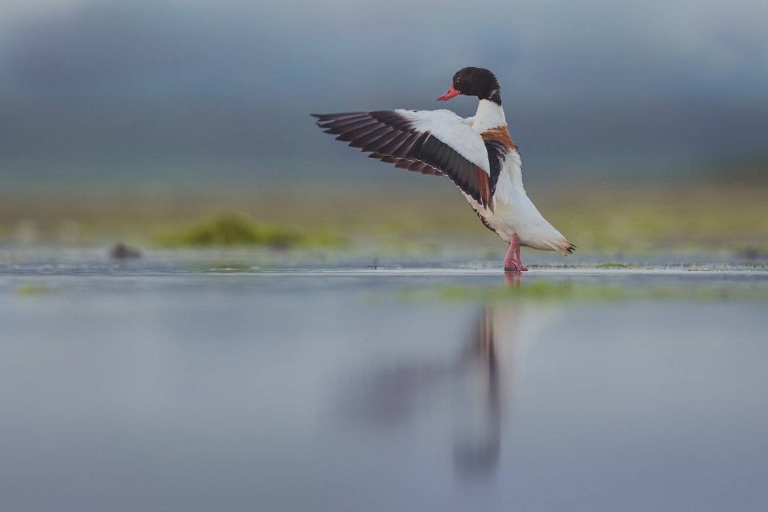 shelduck, Marcin Kaczmarkiewicz