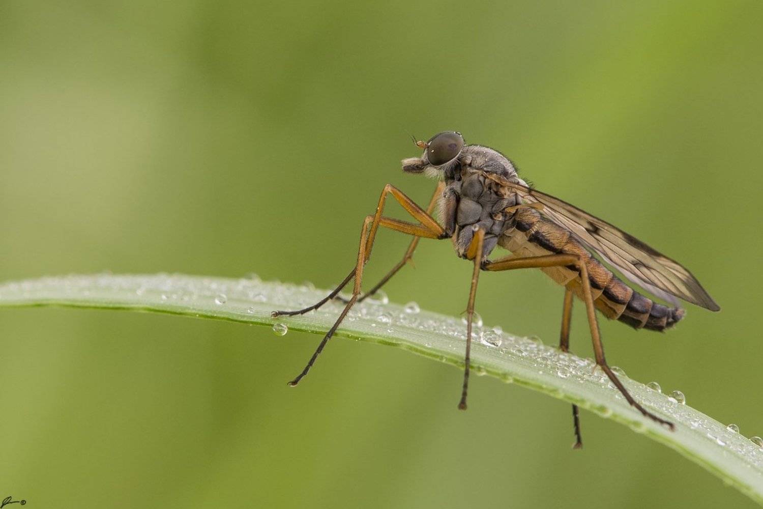 Insect, Macro, Makro, Nature, Wildlife, Mariusz Oparski