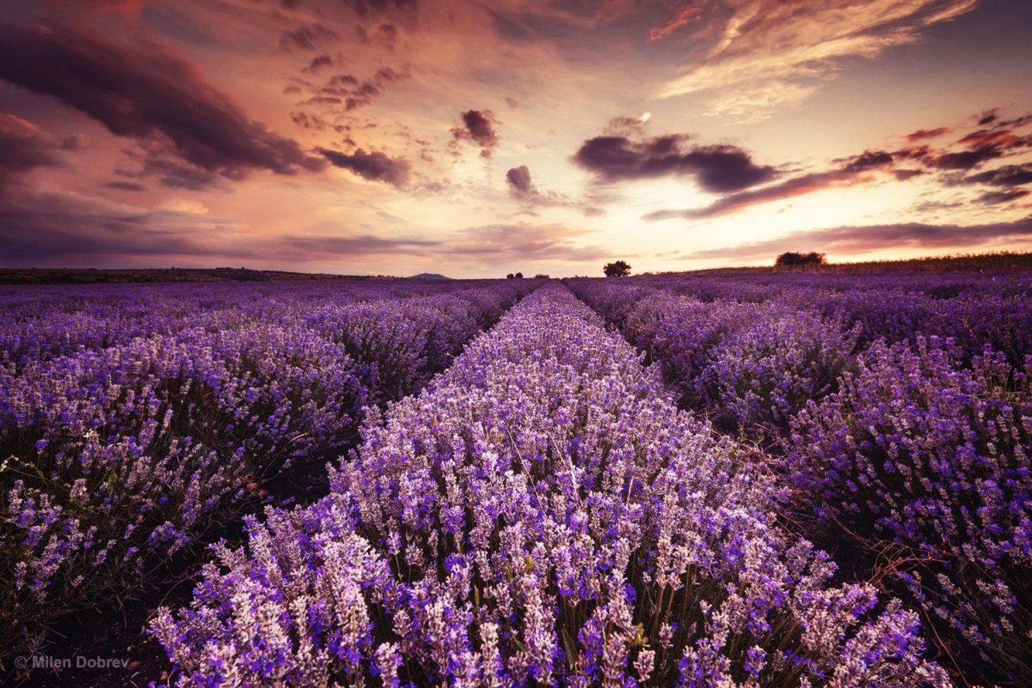 Bulgaria, lavender, landscape, sunset, закат, лаванда, Милен Добрев
