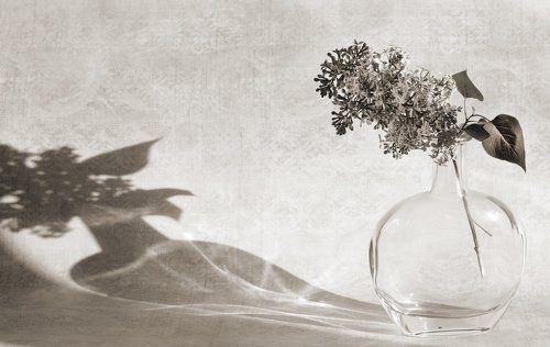 Ветка сирени