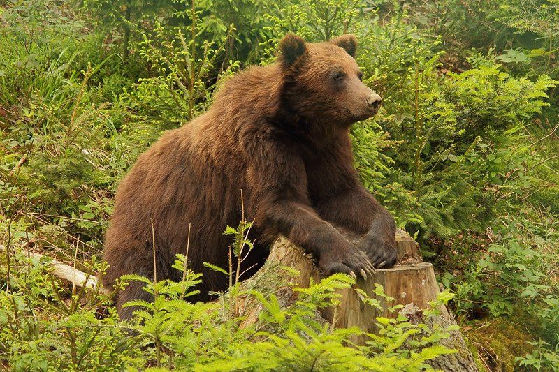 Мыслитель фото превью