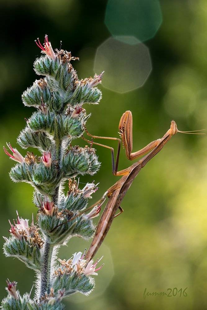 , Игорь ФУММ