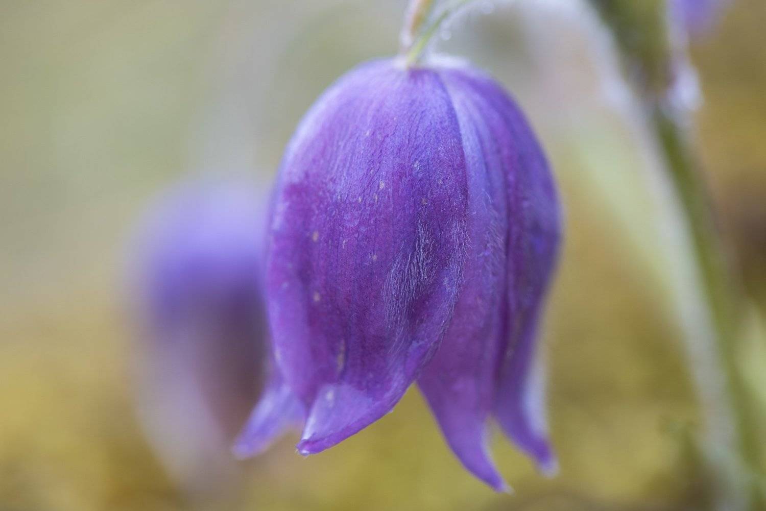 бутон, цветок, лепестки, природа, макро, прострел, весна, капли, Дмитрий Старостенков