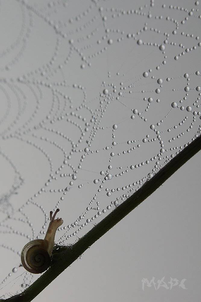 , Шангареев Марс