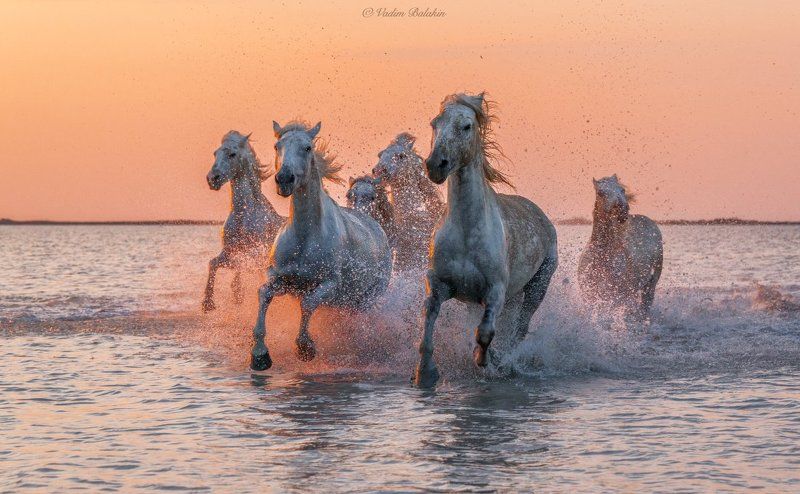 Дикая природа, Дикие животные, Закат, Закатный пейзаж, Лошади, Лошадь, Море, Пейзаж, Прованс, Франция Белые ангелы Камарга фото превью