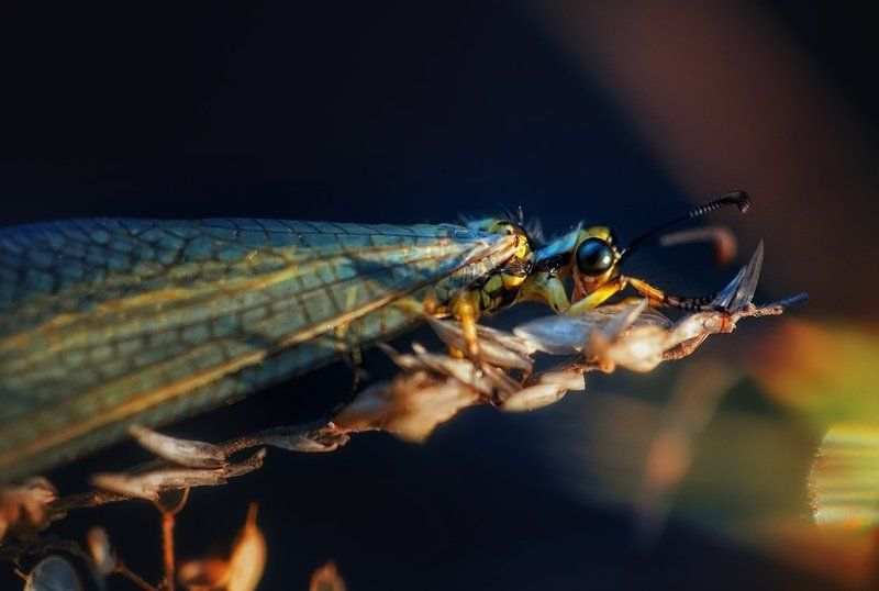 Мир маленьких существ фото превью