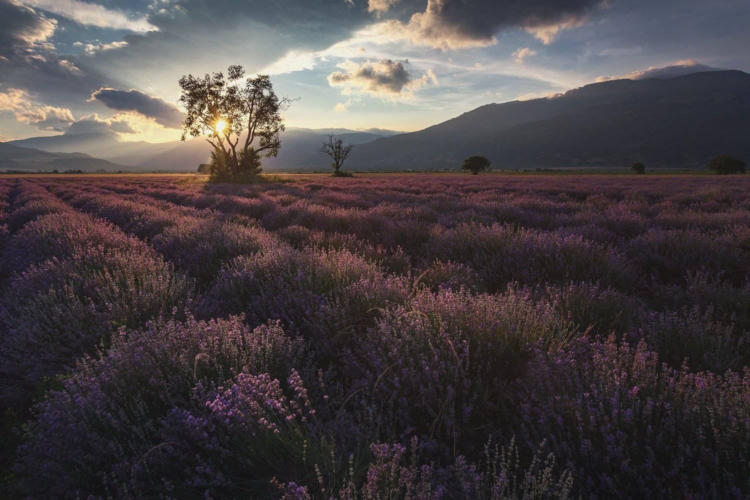 Болгария, Закат, Лаванда, Пейзаж, Дмитрий Купрацевич