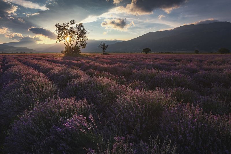 Болгария, Закат, Лаванда, Пейзаж *** фото превью
