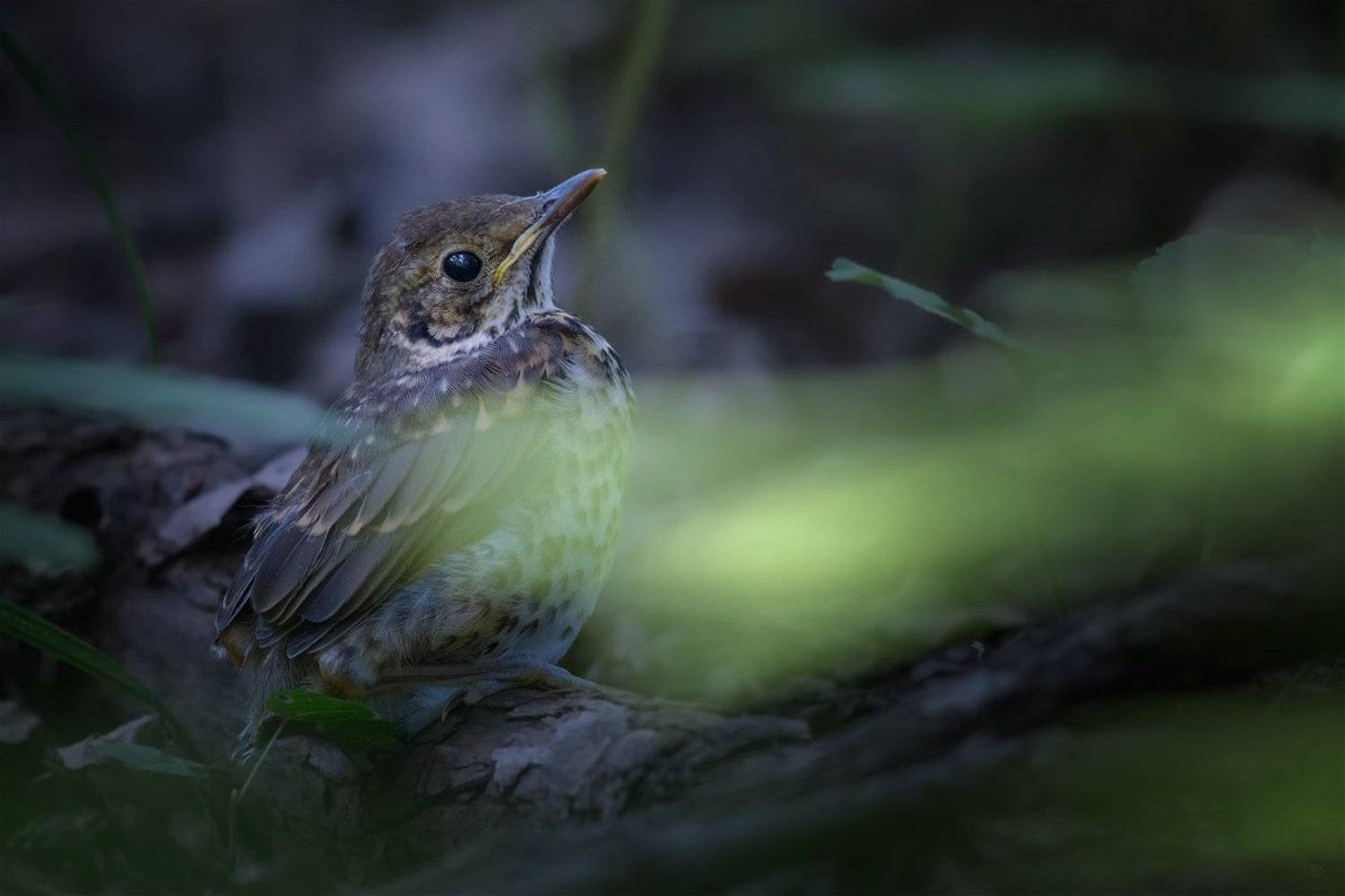 song trush, bird, young, wildlife, Wojciech Grzanka