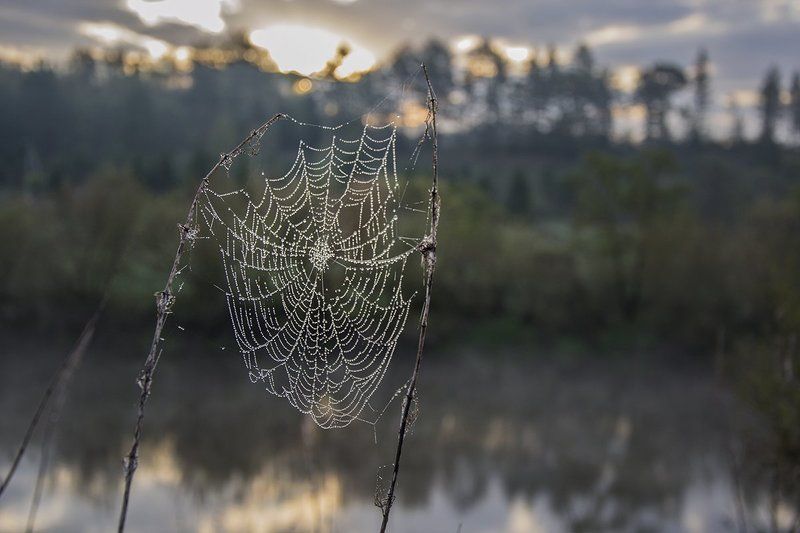 2016, Весна, Ока, Паутина, Река, Россия, Тульская область, Утро Ловец снов фото превью