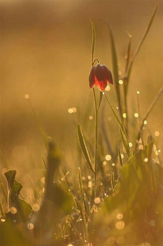 Утренняя позолота фото превью