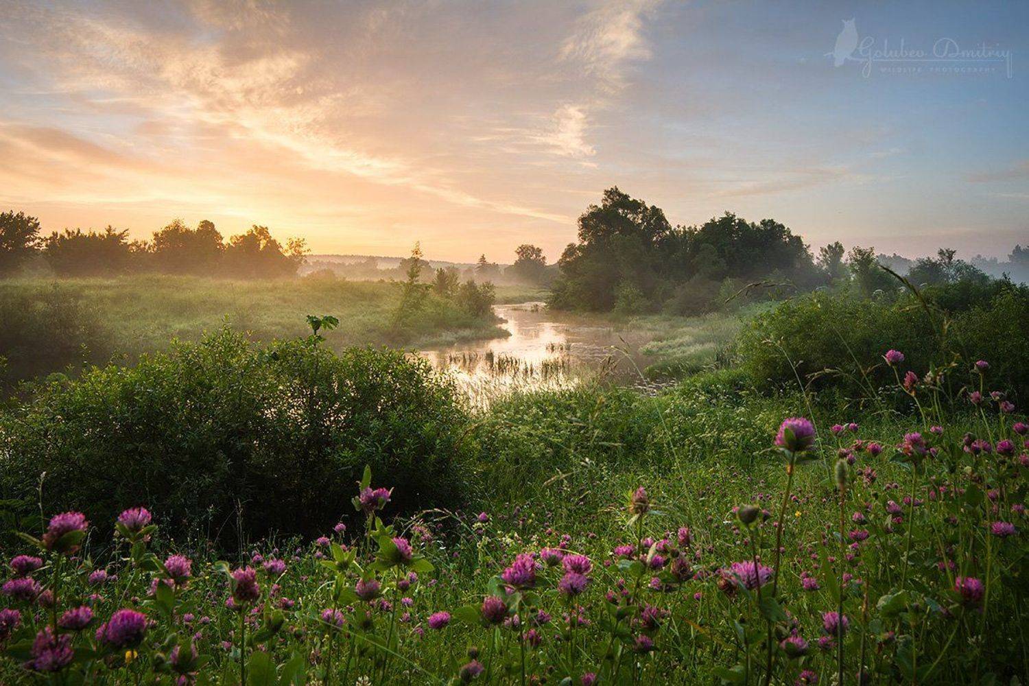 landscape, clover, morning, sky, meadow, trees, river, fog, sunrise, green, summer,пейзаж, утро, восход, река, клевер, туман, небо, Голубев Дмитрий