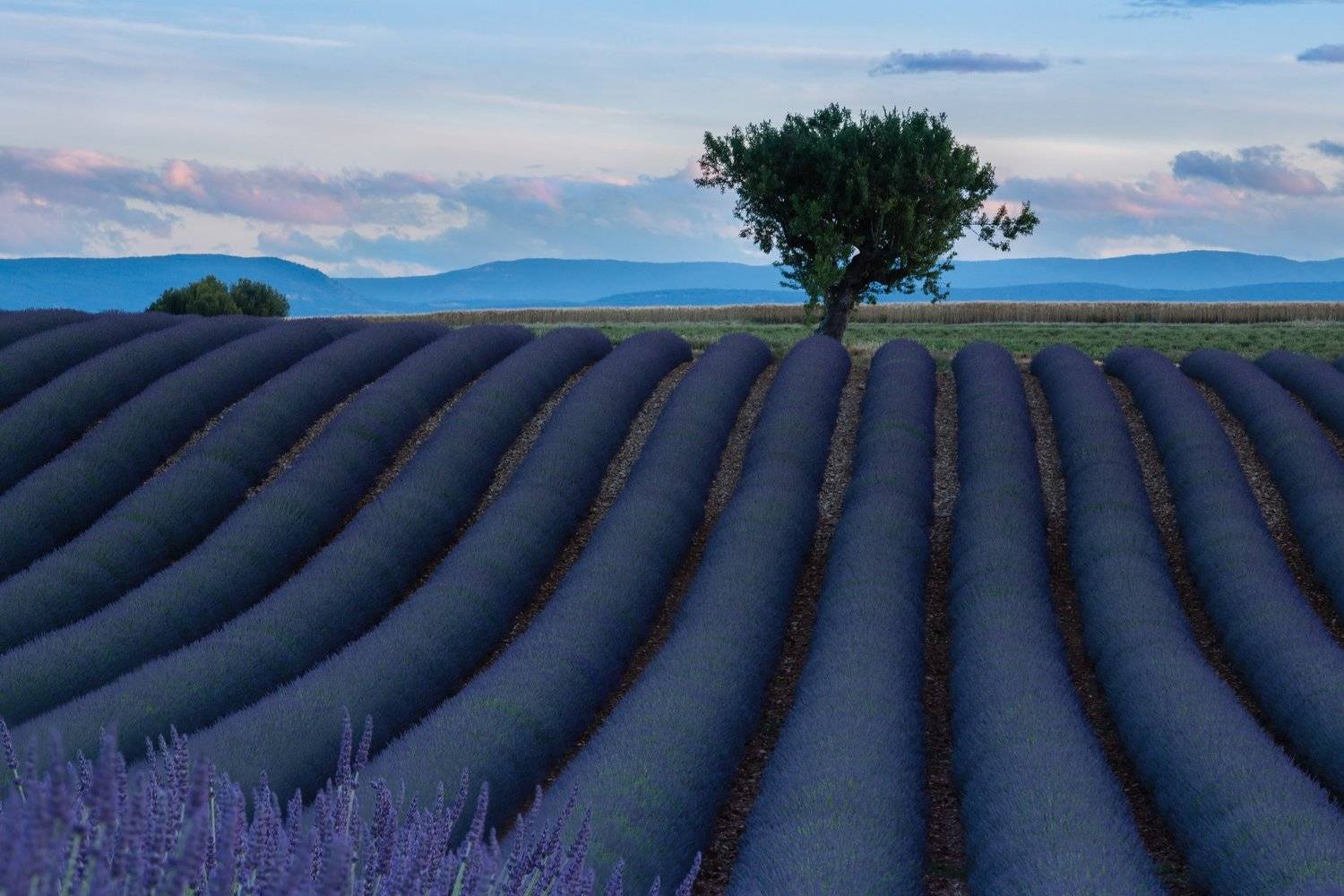 пейзаж, путешествия, лаванда, прованс, франция, лавандовые поля, Maxim Striganov