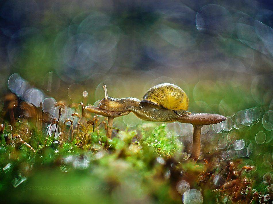 snail,mushrooms,forest,macrofun, Grzegorz
