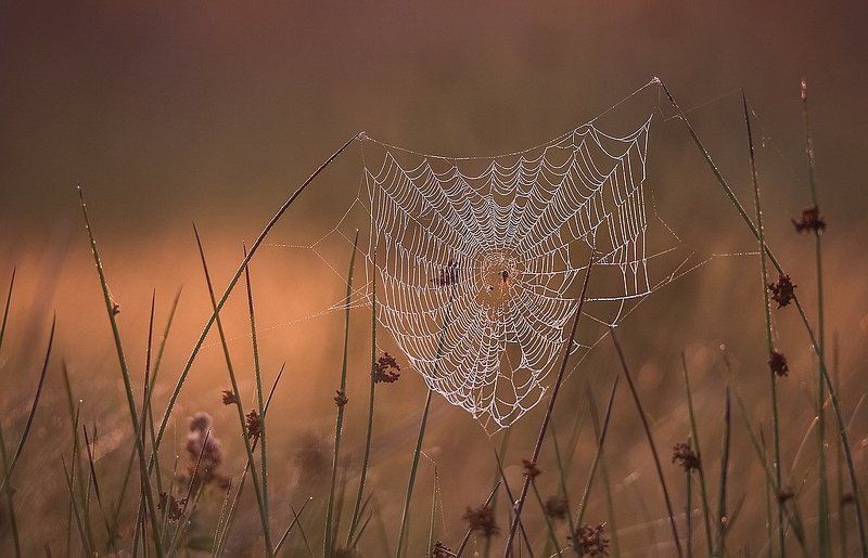 Ожерелья фото превью