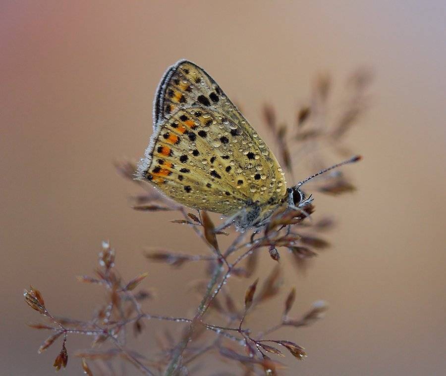 , Pawel Plucinski