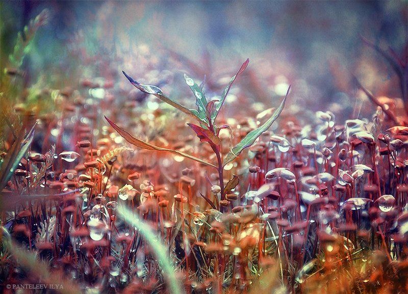 *** фото превью