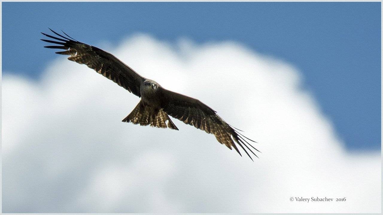 , Валерий Субачев