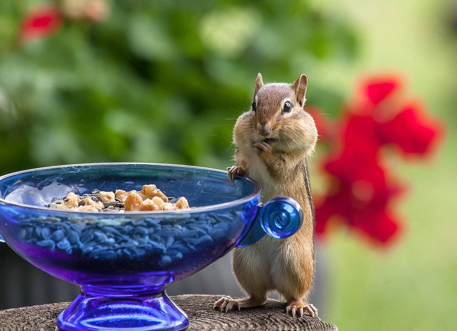 Бурундук, Животные, Лето, Природа, Цветы, Юмор, Антонина