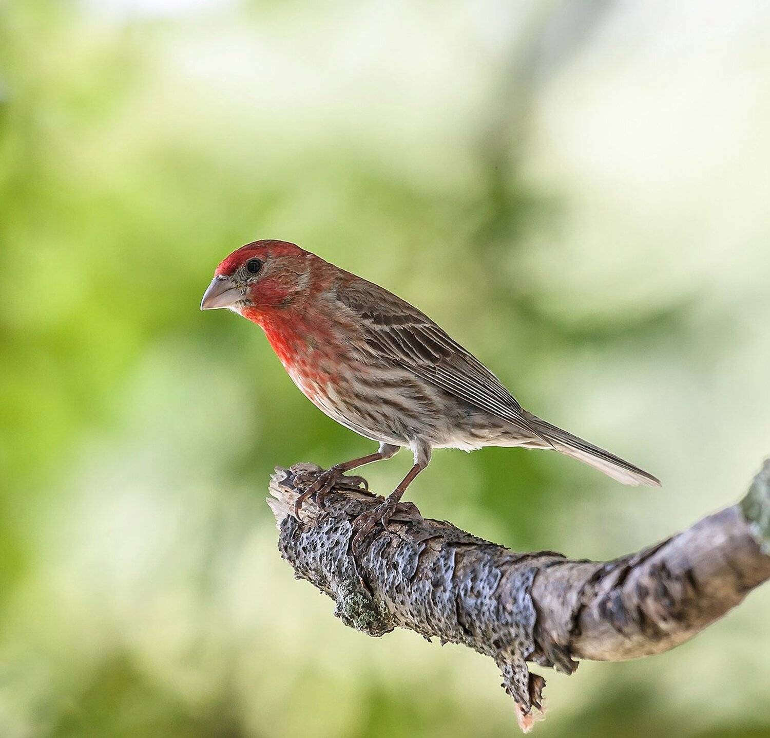 животные, природа, птицы, Антонина