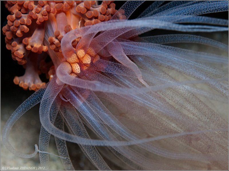 Ветер северный умеренный до сильного... фото превью