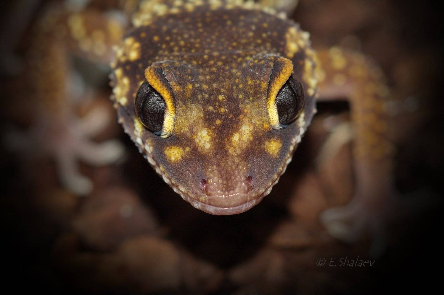 Gecko, Lizards, Reptilia, Thick-tailed gecko, Underwoodisaurus mili, Австралийский толстохвостый гекк, Геккон, Рептилии, Ящерица, Евгений