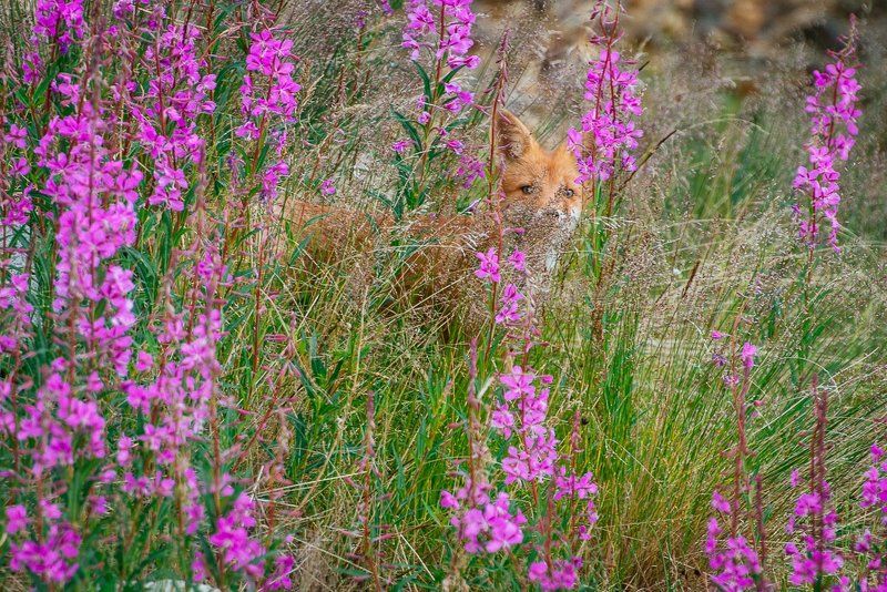 *** фото превью