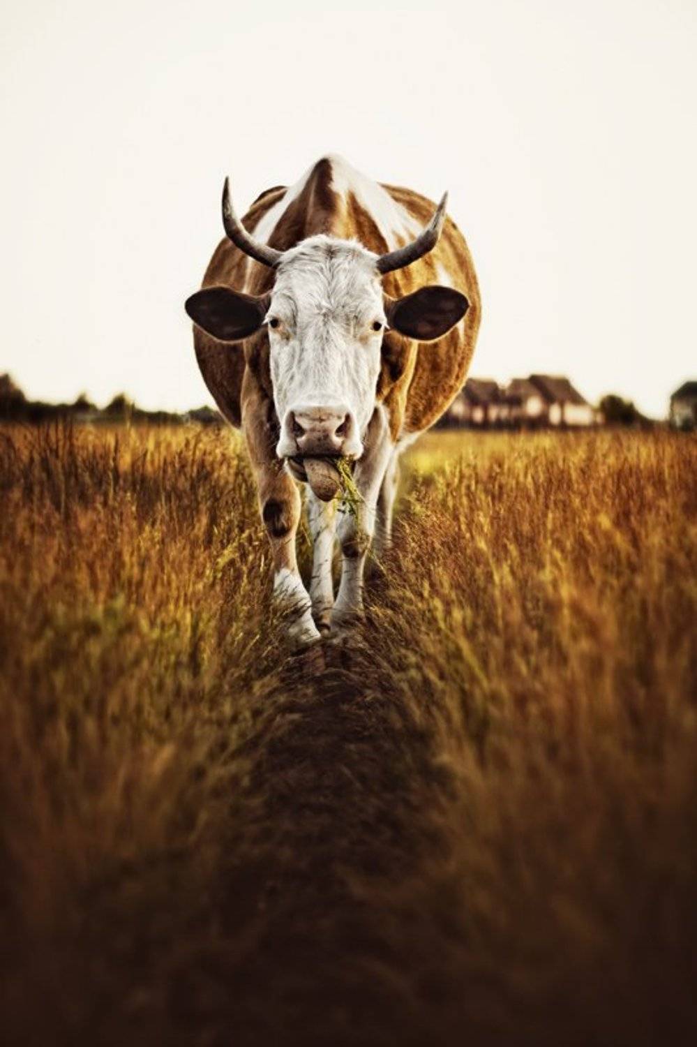 корова, скот, поле, животные, , Маховицкая Кристина