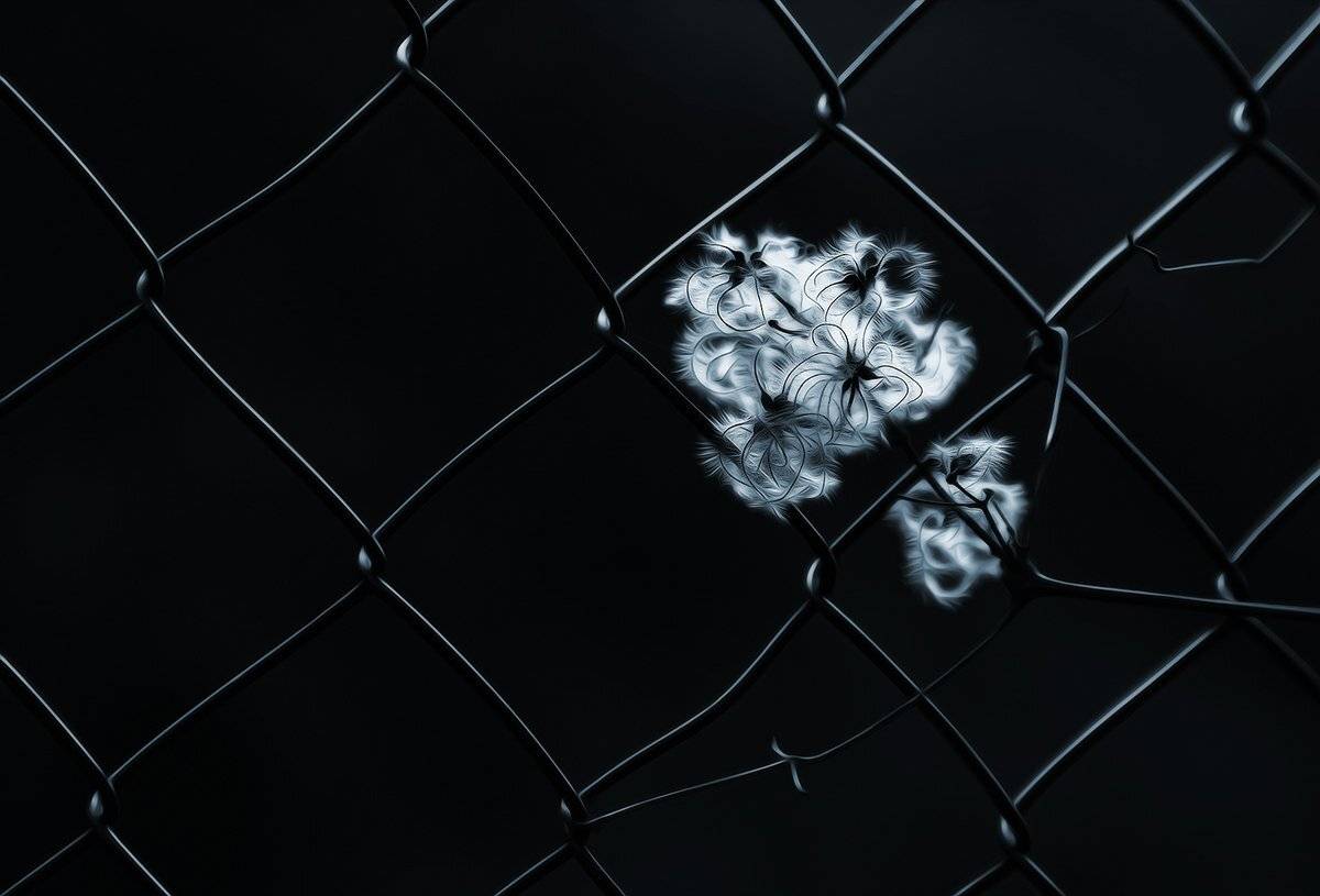 ограда, пленник, проволока, пух, сетка, узник, ALLA SOKOLOVA